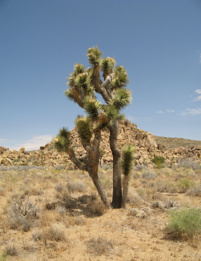 joshua-tree.jpg